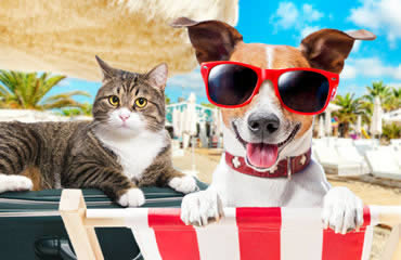 Pousadas que Aceitam Pet`s Pousadas que Aceitam Pet`s